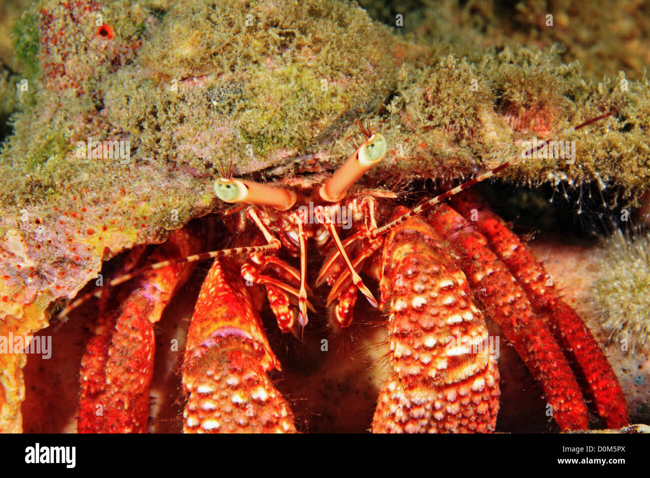 Gigante Granchio eremita, Petrochirus diogene Foto Stock