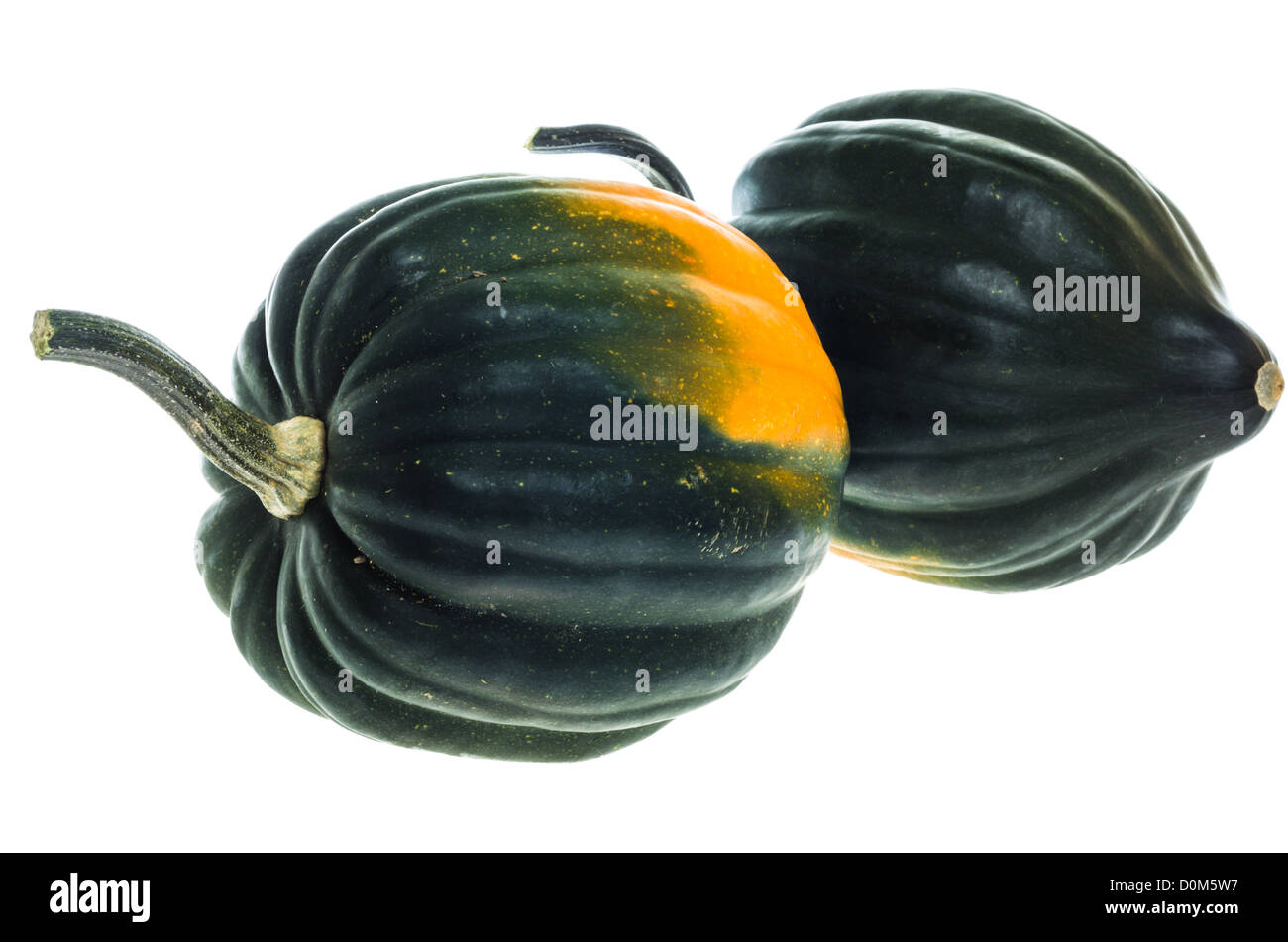 Due mature raccolte acorn squash isolato su bianco Foto Stock