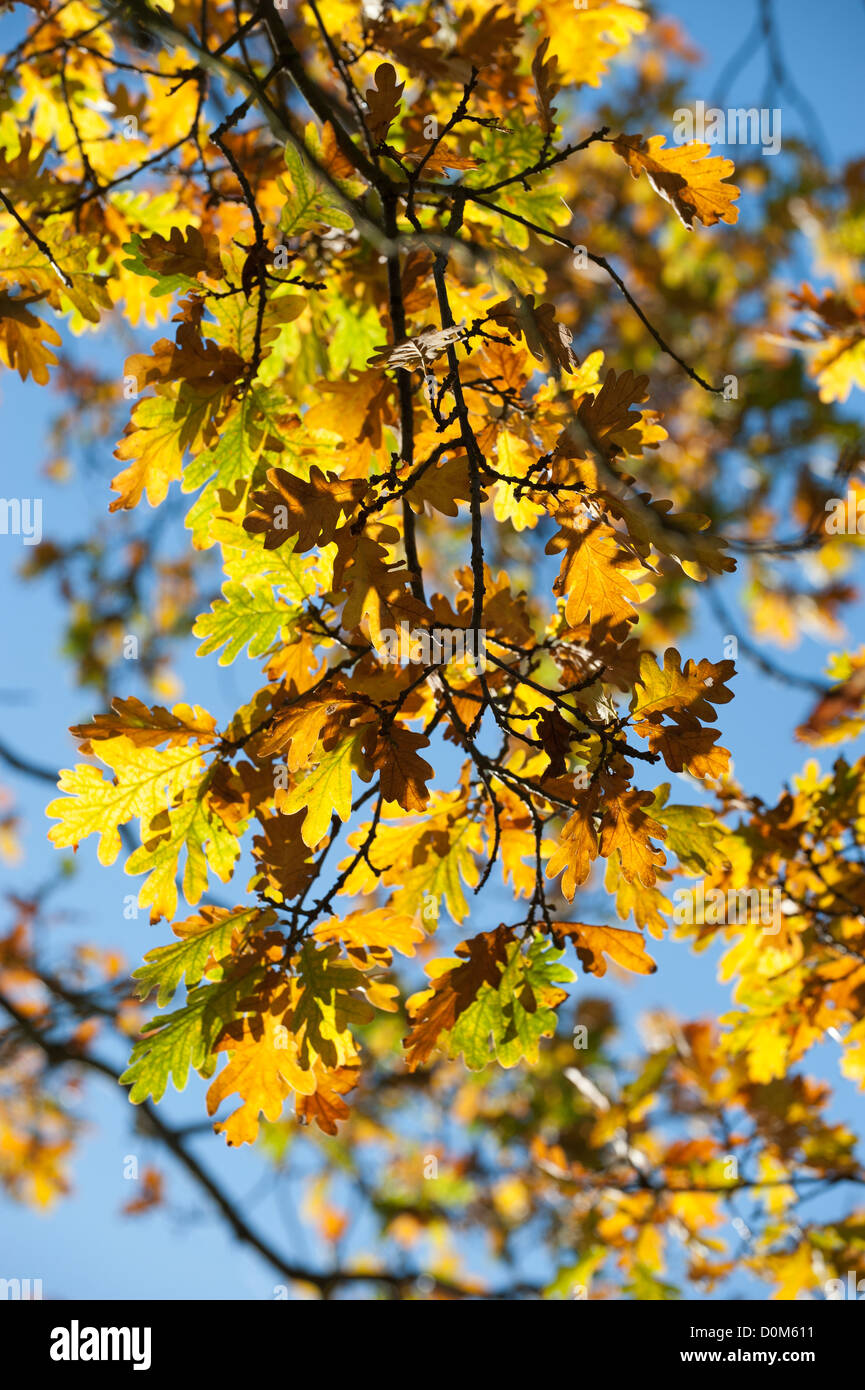 Vista della quercia lascia contro la luce solare, Quercus robur, in autunno Foto Stock