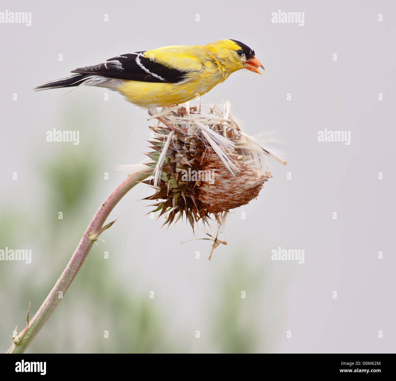 American Cardellino (Spinus tristis), noto anche come il cardellino orientale e selvaggio in Canarie. Questa foto mostra i maschi riproduttori. Foto Stock