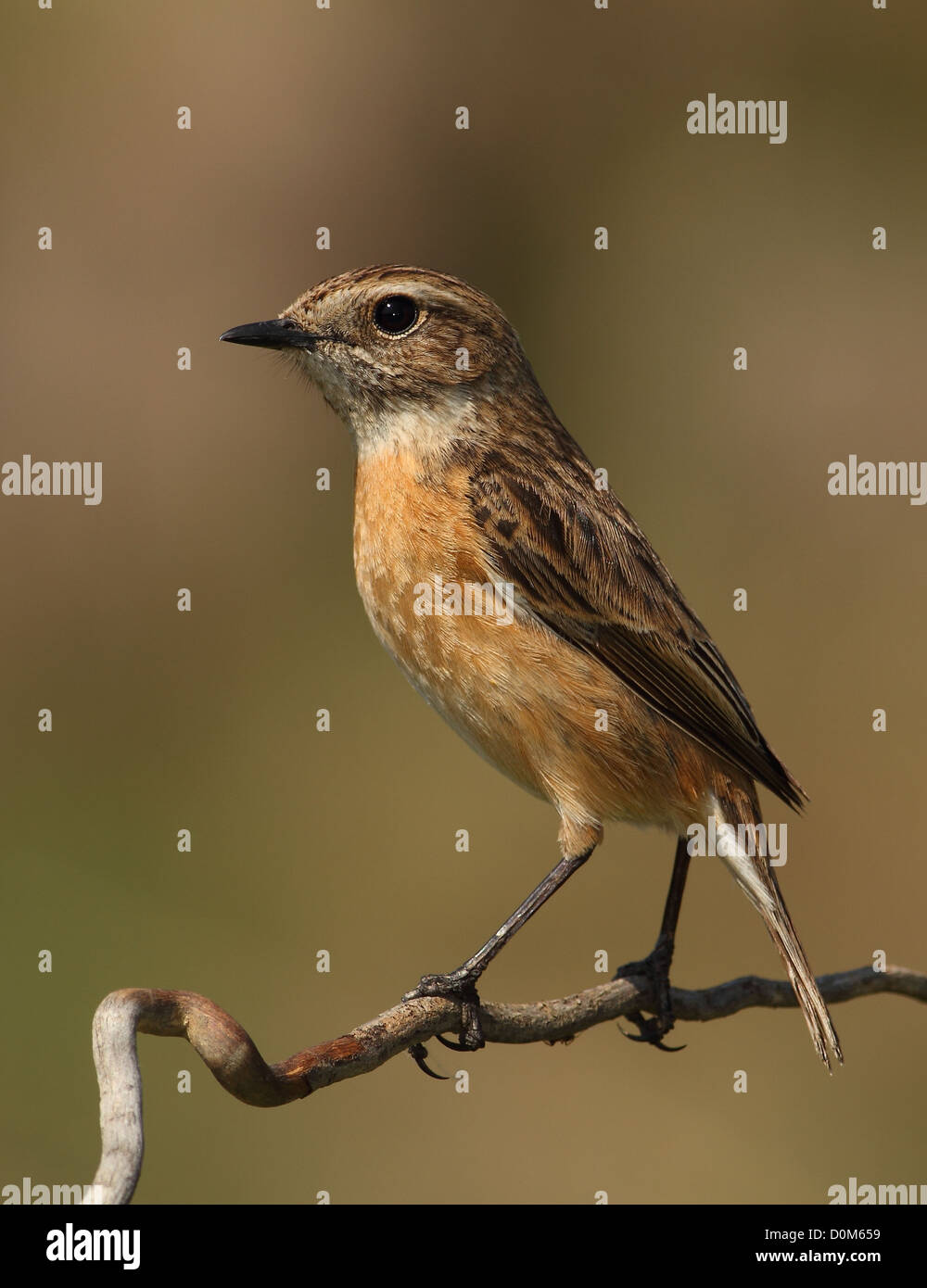 Saxicola torquatus stonechat comune femmina appollaiato su un ramo con uno sfondo marrone Foto Stock