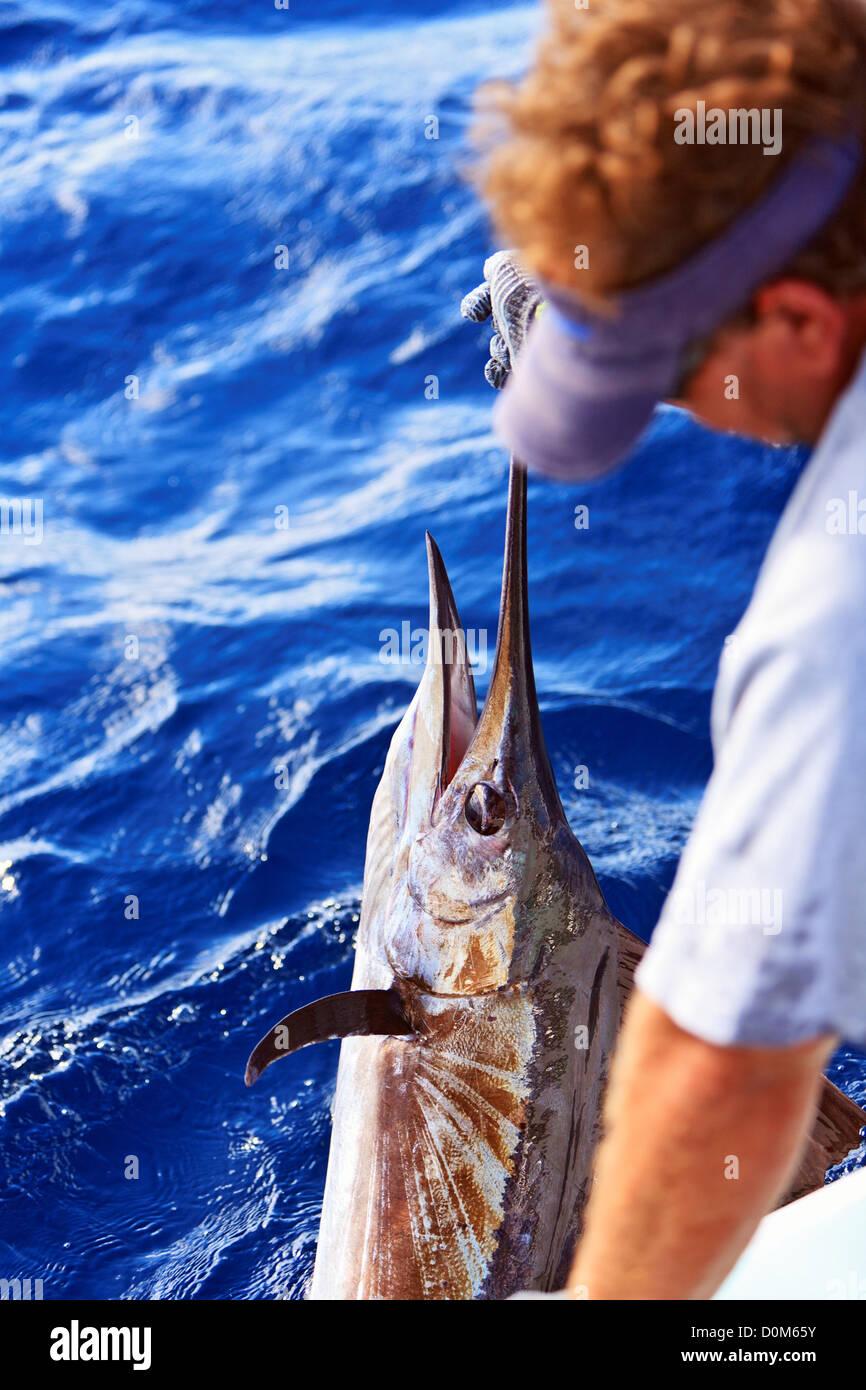 Guida di pesca traina un sailfish a bordo. Foto Stock