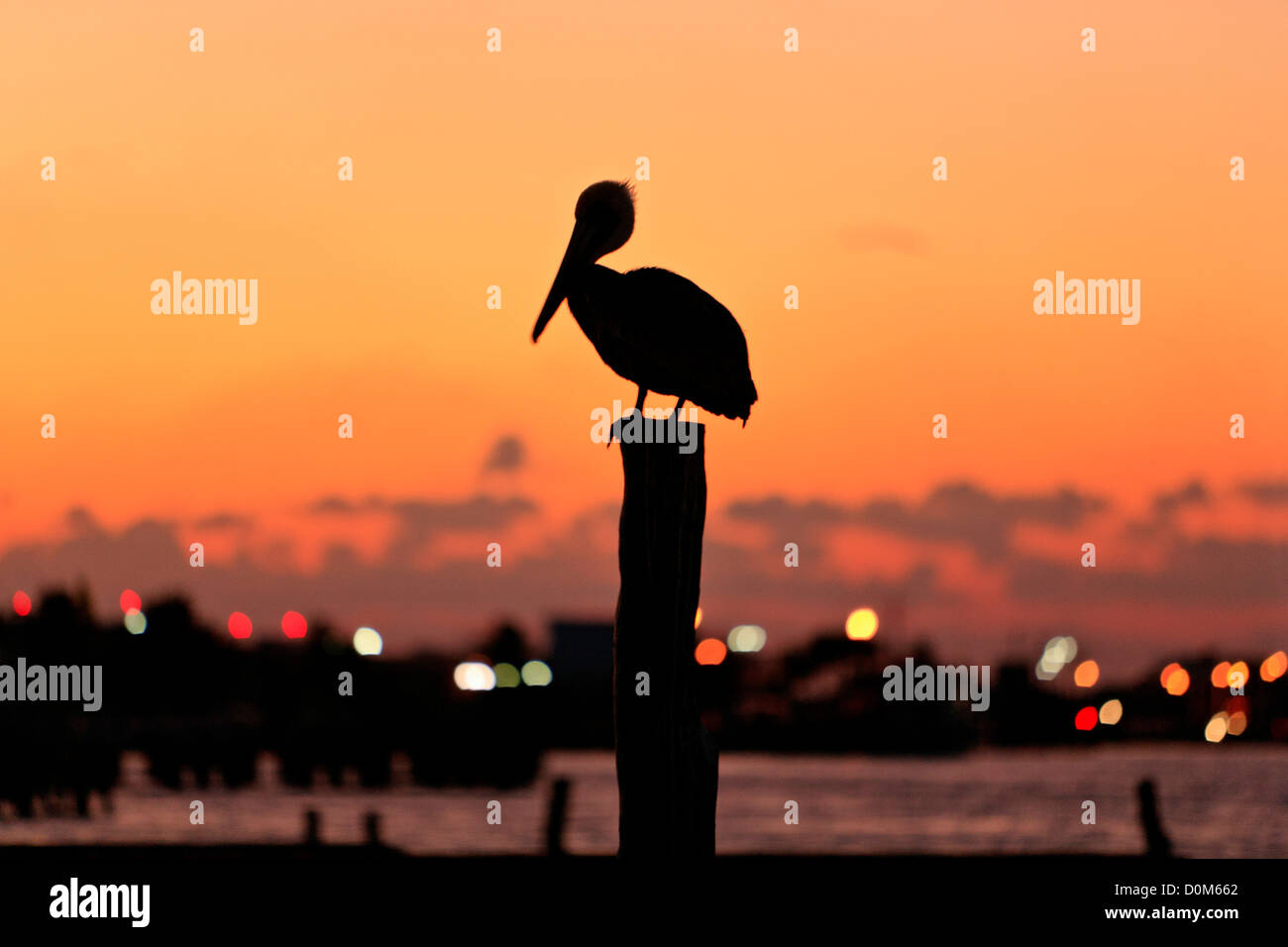Pelican su un post. Foto Stock
