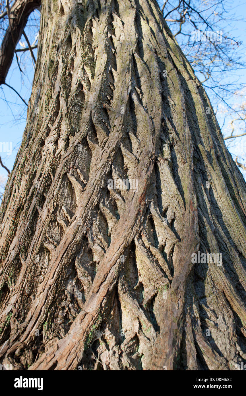 Dolce castagno (Castanea sativa) Vista del tronco che mostra la texture e la modellazione di corteccia, Inghilterra, Novembre Foto Stock