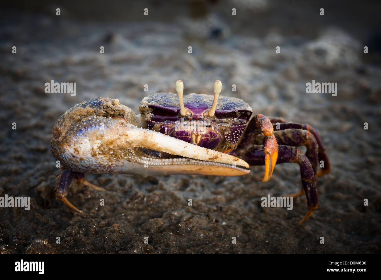 Fiddler granchio, il Gambia. Foto Stock