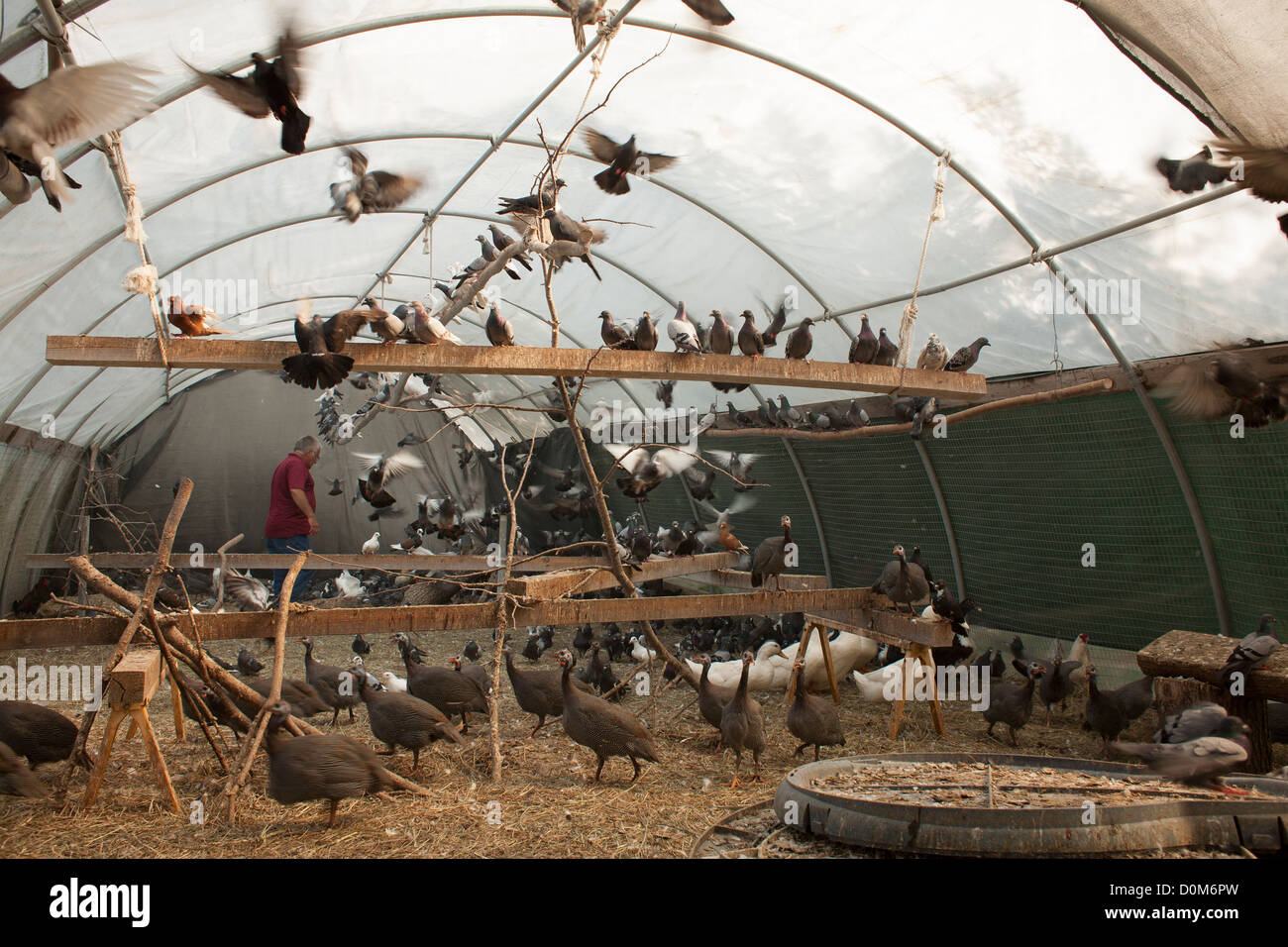 Il Berkshire paradiso degli uccelli case Sancturary salvato NYC piccioni, Guinea anatre di galline e polli in uno dei molti stie. Foto Stock