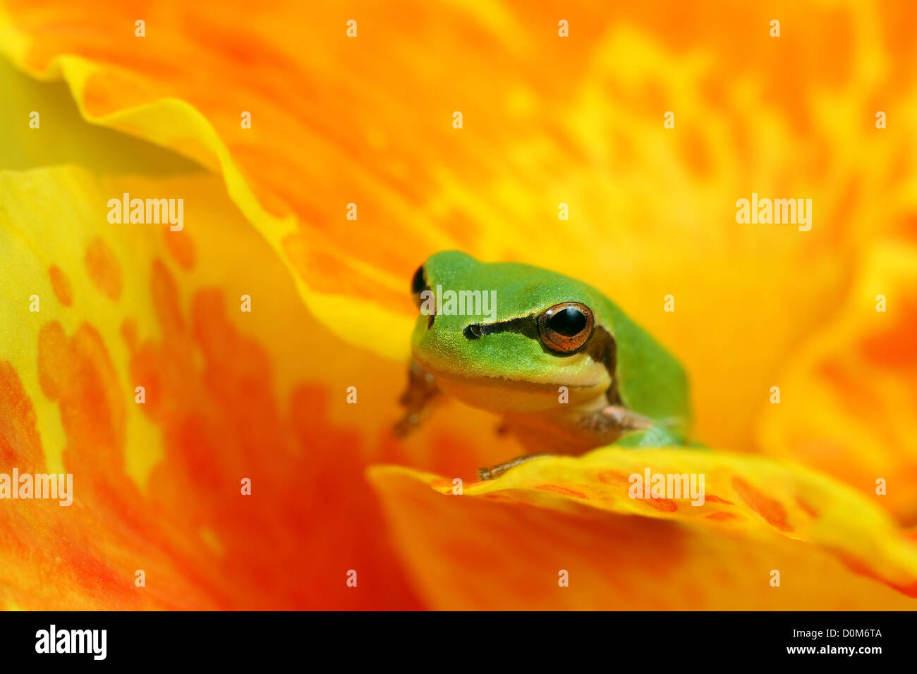 Hyla raganella in giallo e fiore d'arancio guarda alla fotocamera, a riposo e in attesa Foto Stock