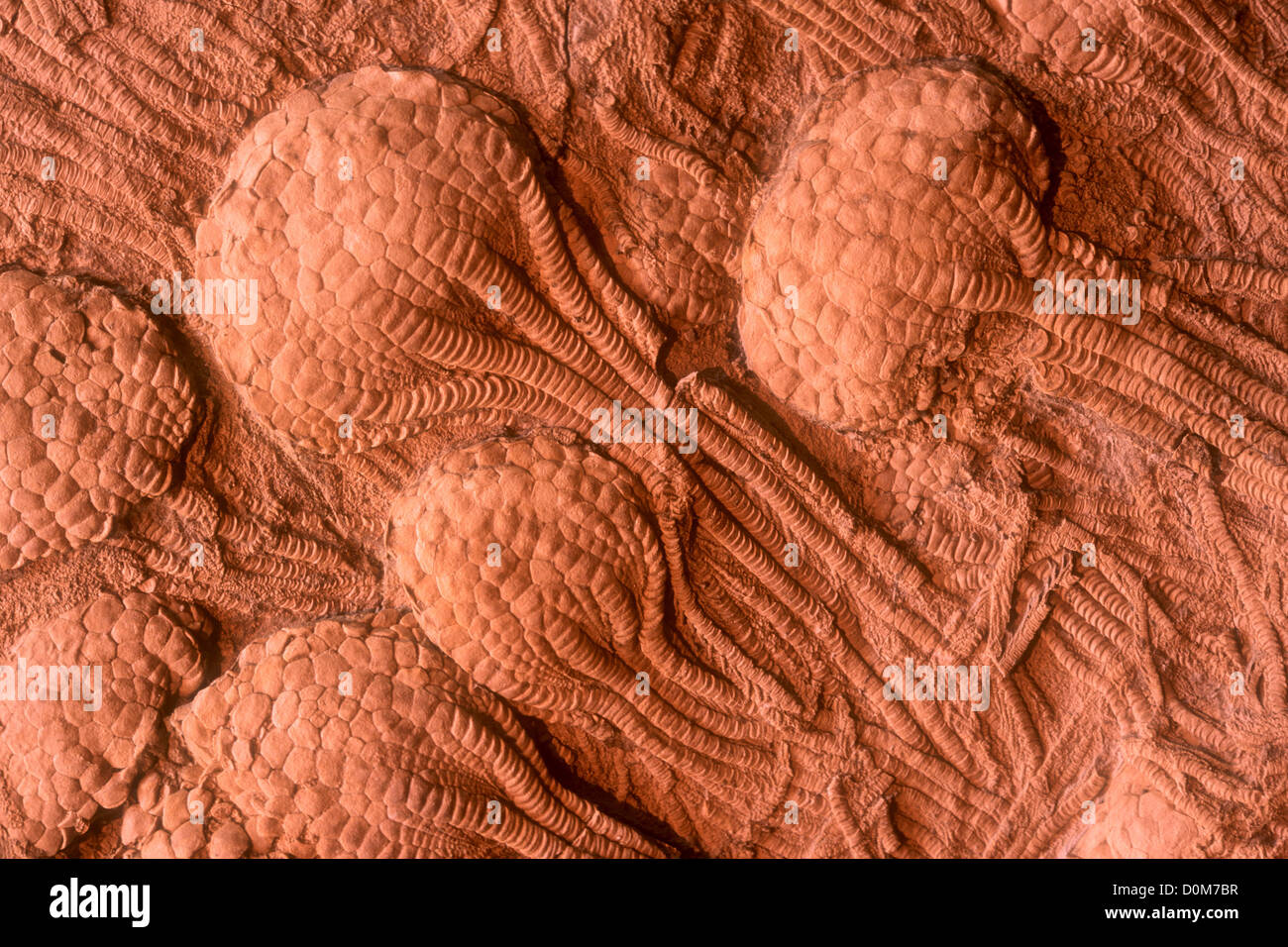 Crinoid fossili Foto Stock