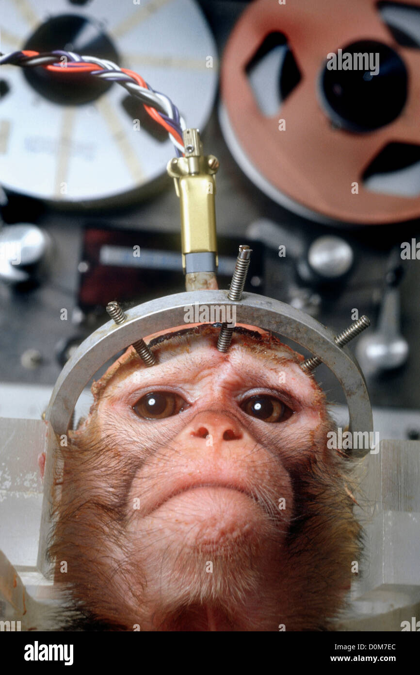 Monkey soffre in animali da esperimento di ricerca Foto Stock