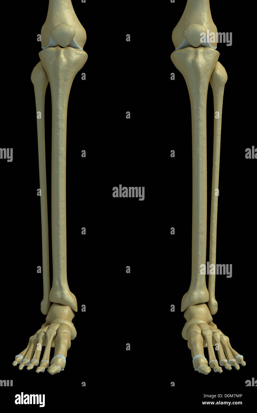 Le ossa della parte inferiore delle gambe, articolazioni della caviglia e del piede. Foto Stock