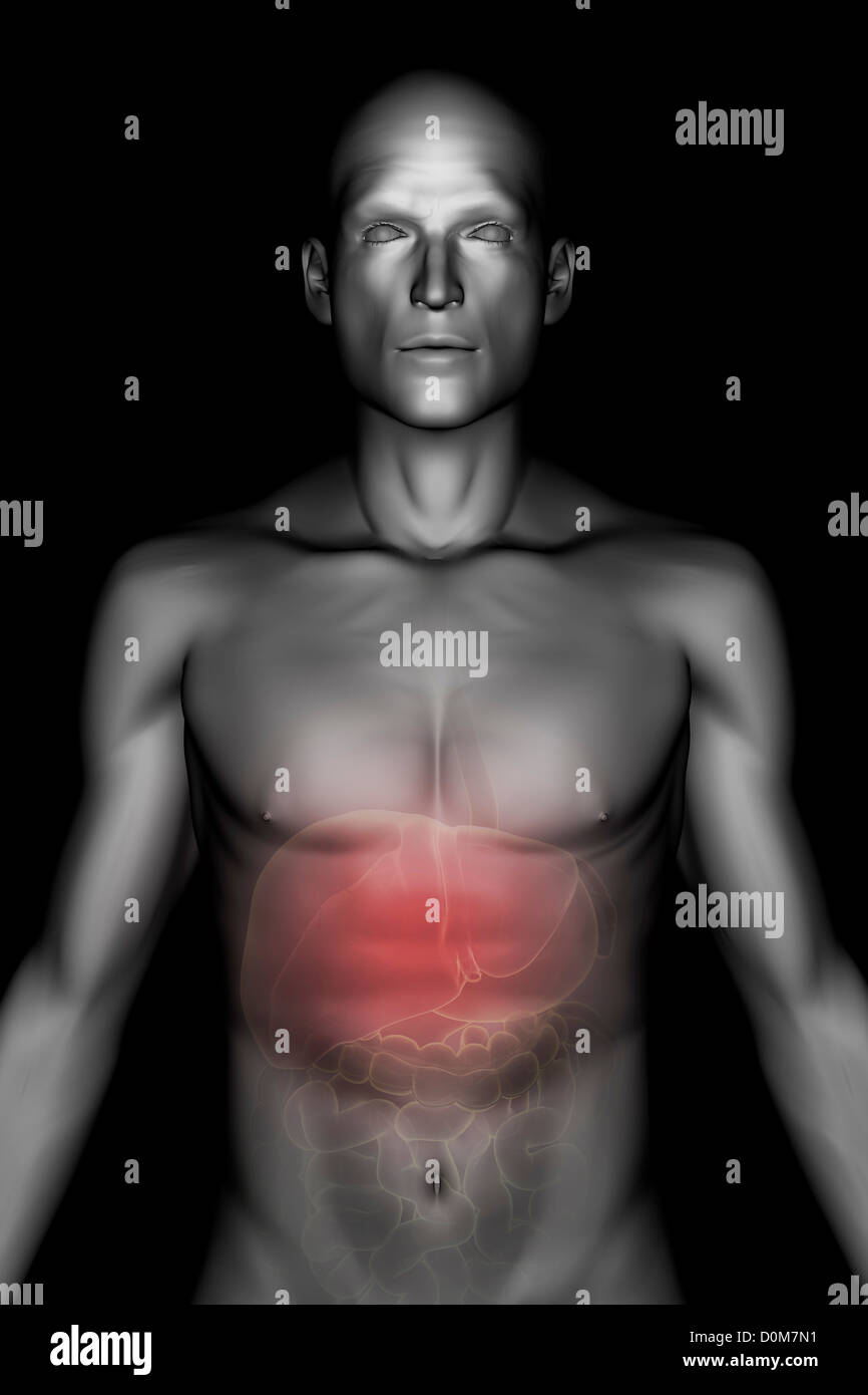 Una scala di grigi figura maschile con gli organi del sistema digestivo mostrato all'interno. Gli organi sono di colore rosso per rappresentare il dolore o lesioni. Foto Stock