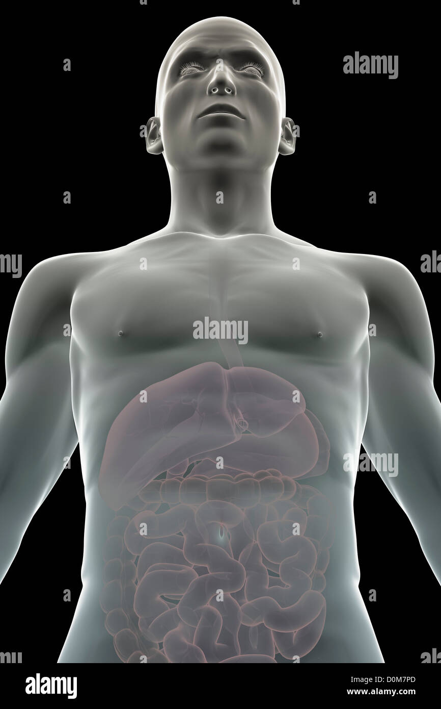 Stilizzata vista frontale del corpo superiore che mostra il sistema digestivo. Foto Stock