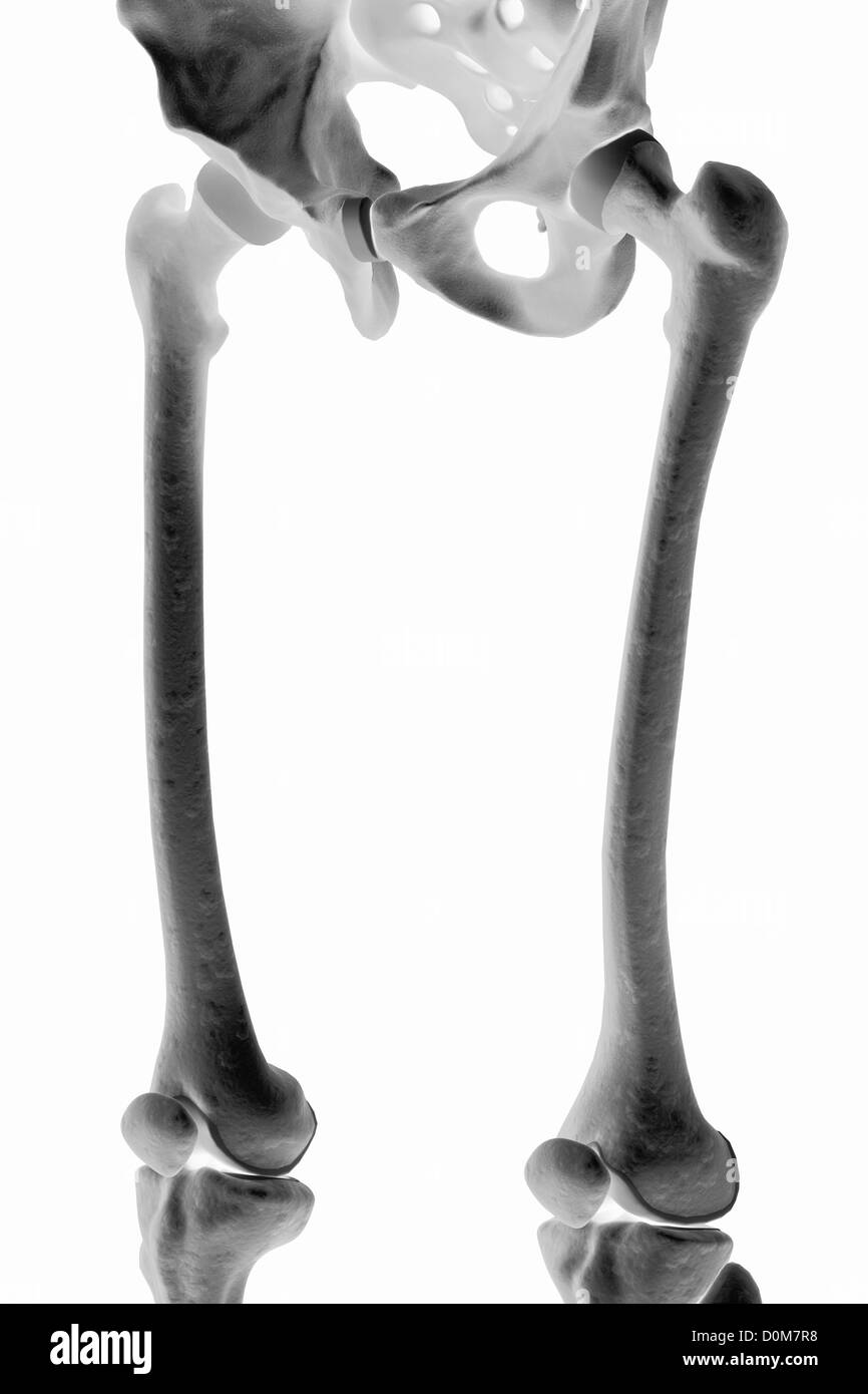 Stilizzata le ossa della parte superiore delle gambe e del bacino. Foto Stock