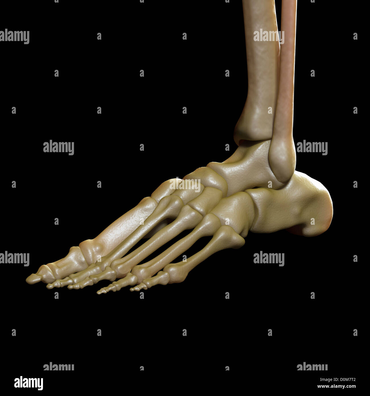 Vista in tre quarti delle ossa del piede sinistro e della caviglia. Foto Stock