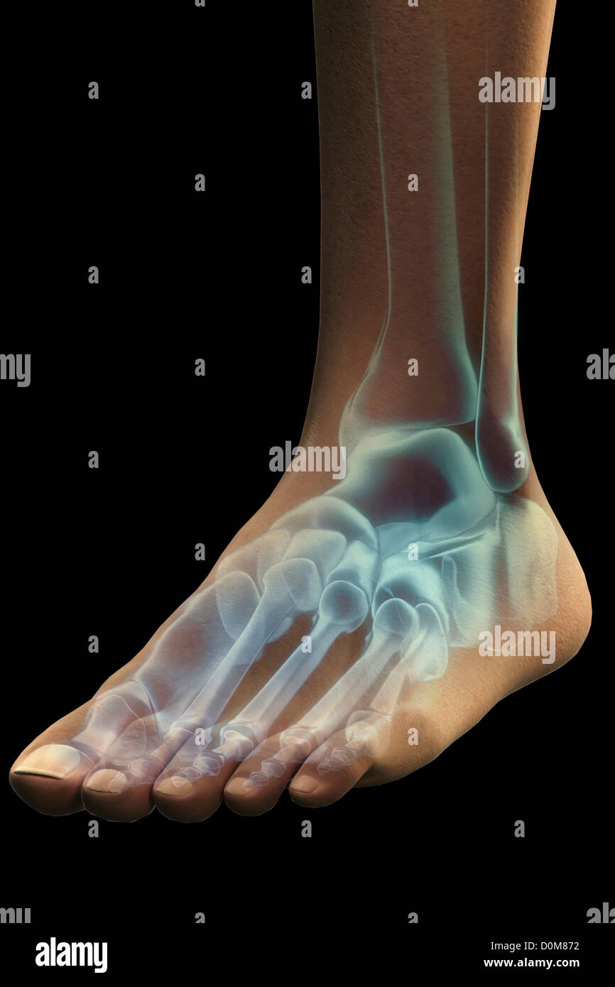 Close-up rappresentazione stilizzata delle ossa del piede sinistro e della caviglia. Foto Stock