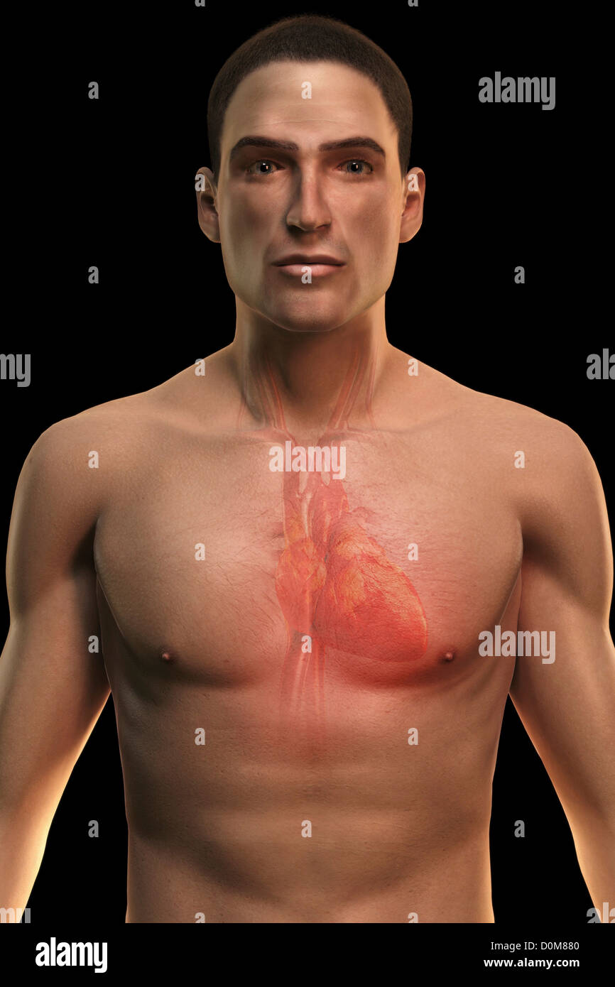 Vista anteriore del cuore entro una figura maschile. Foto Stock