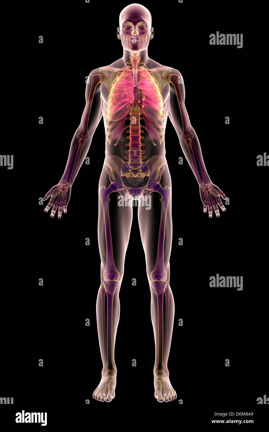 Parte anteriore completa del corpo vista la pelle maschile, lo scheletro e il sistema respiratorio. Foto Stock