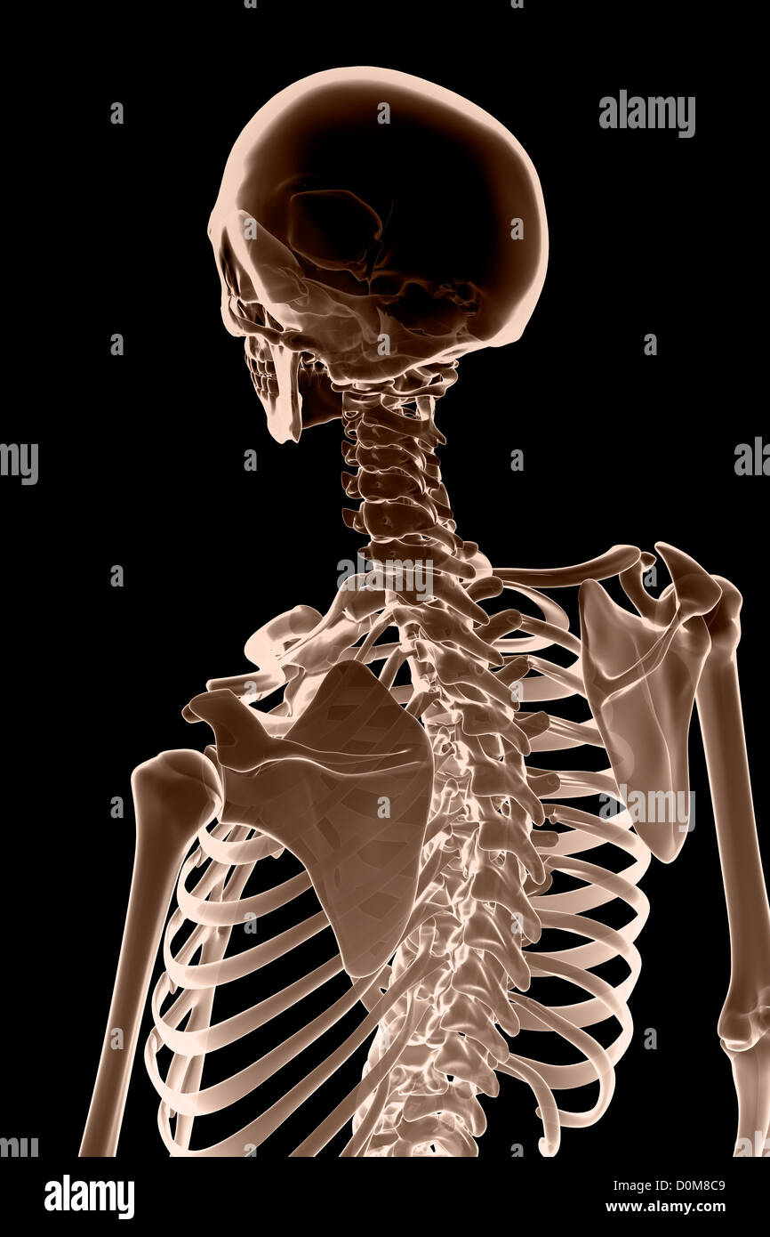 Vista posteriore immagine delle ossa della testa, il collo e la parte superiore del corpo. Foto Stock