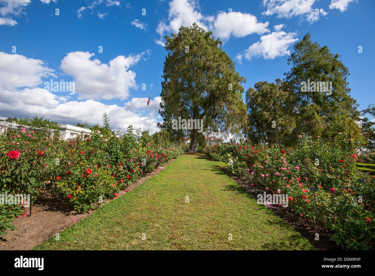 Splendido giardino di rose presso la Biblioteca di Huntington e Giardini Botanici. Foto Stock