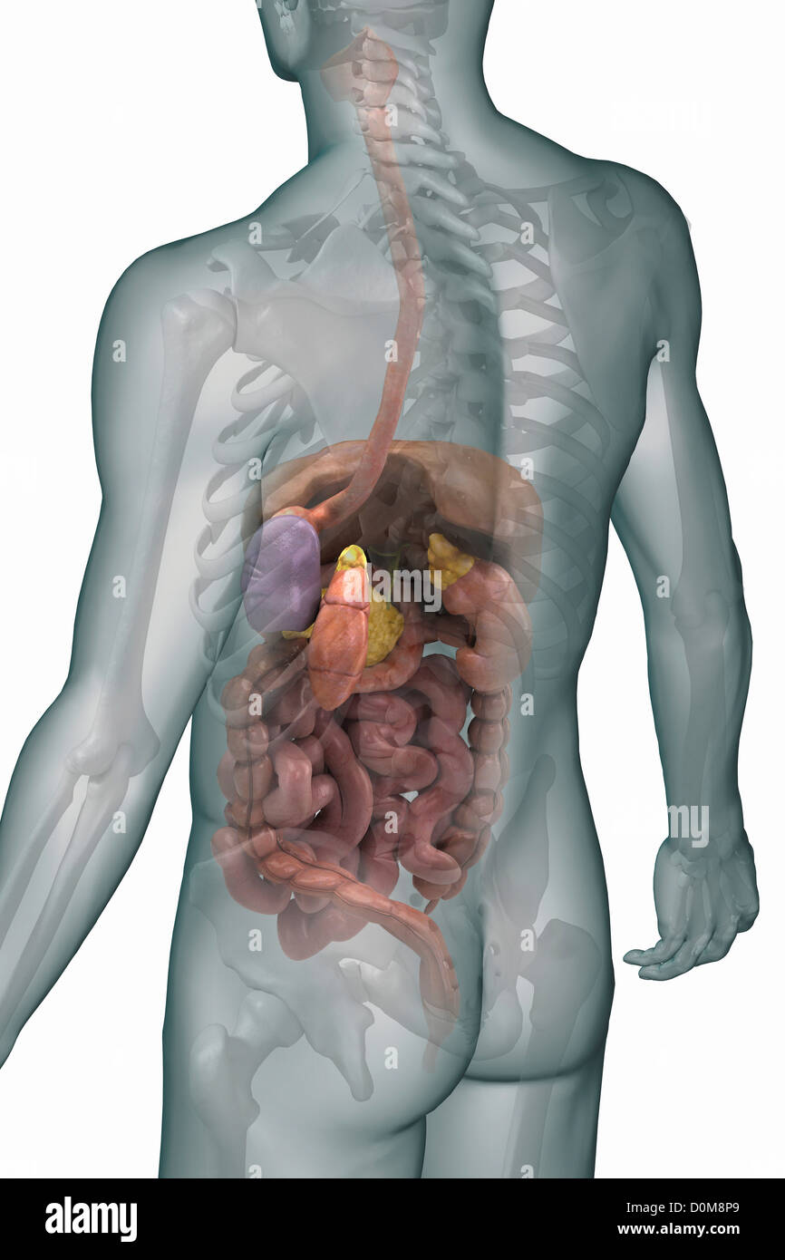 Vista posteriore della parte superiore del corpo con il sistema digestivo e reni. Foto Stock