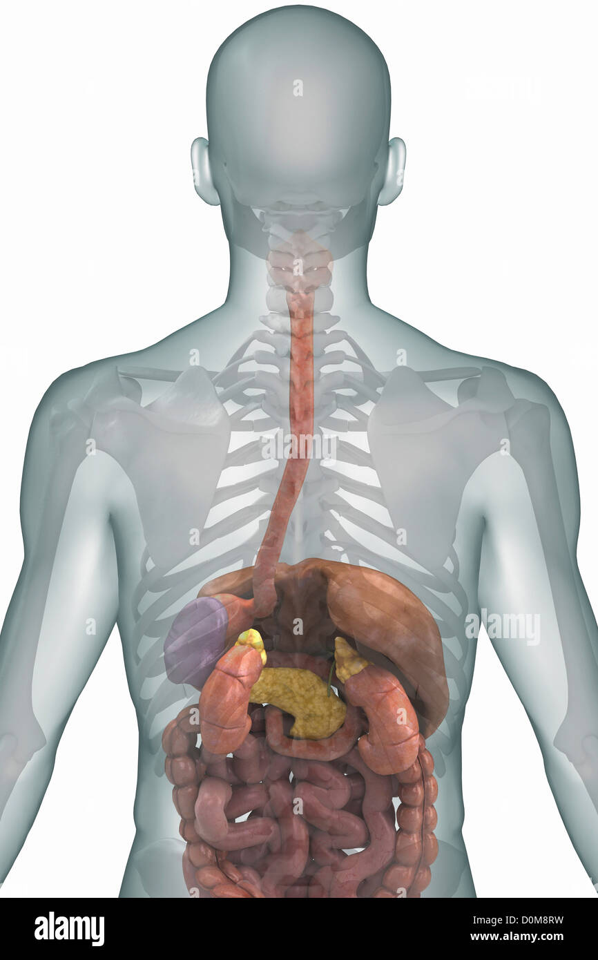 Vista posteriore della parte superiore del corpo con il sistema digestivo e lo scheletro. Foto Stock