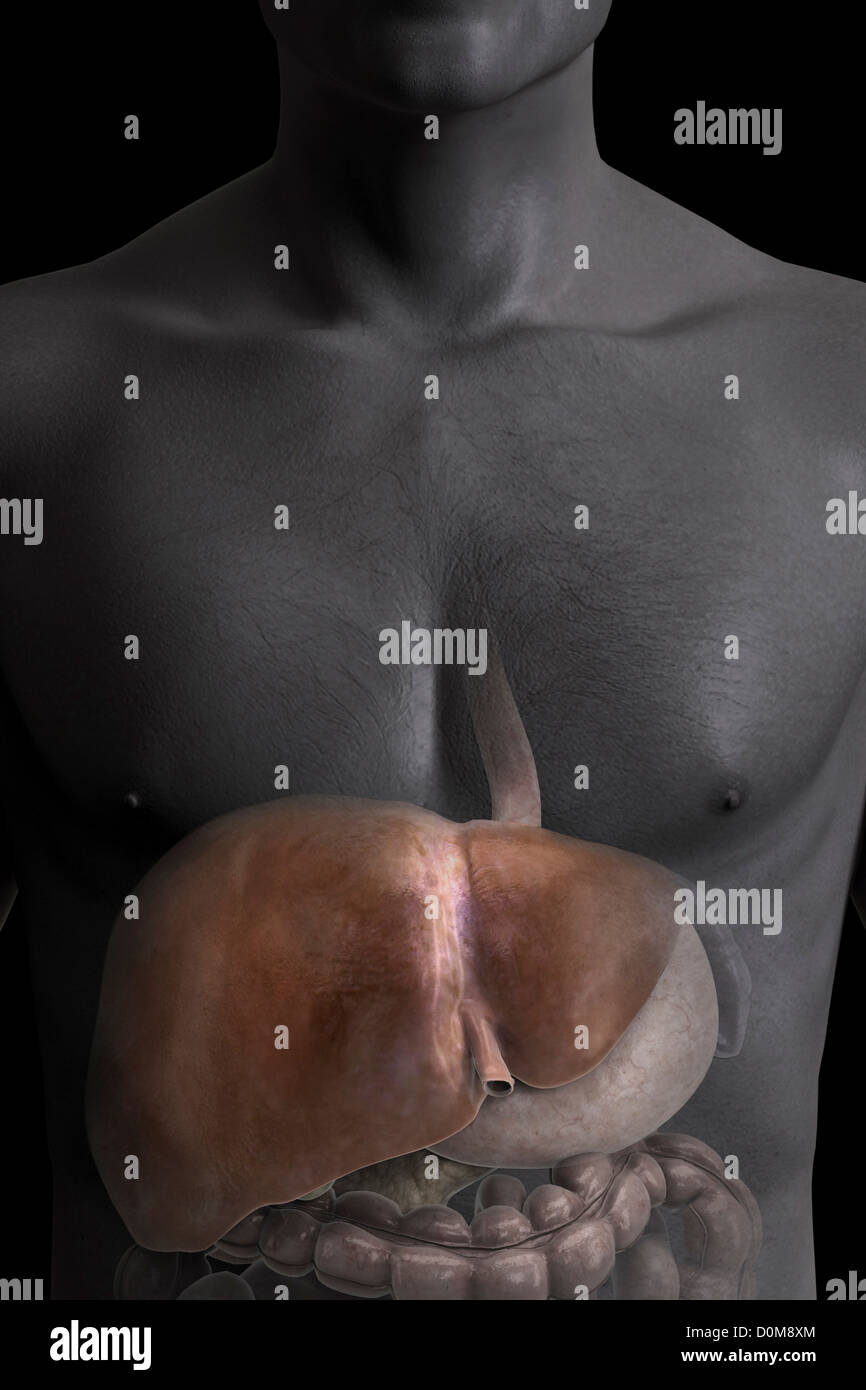 Vista frontale del fegato entro una figura maschile. Foto Stock