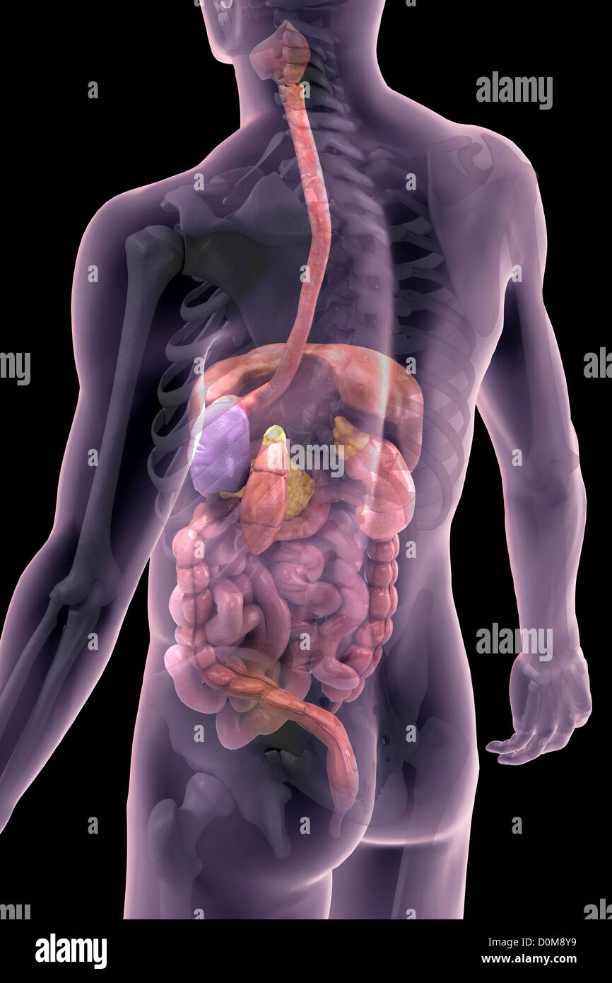 Vista posteriore della parte superiore del corpo con il sistema digestivo e reni. Foto Stock