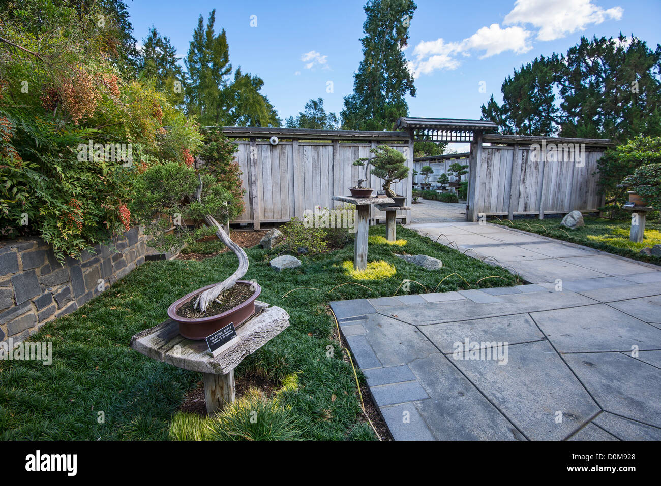 Serene vedute del giardino bonsai entro il giardino giapponese di la Biblioteca di Huntington e Giardini Botanici. Foto Stock