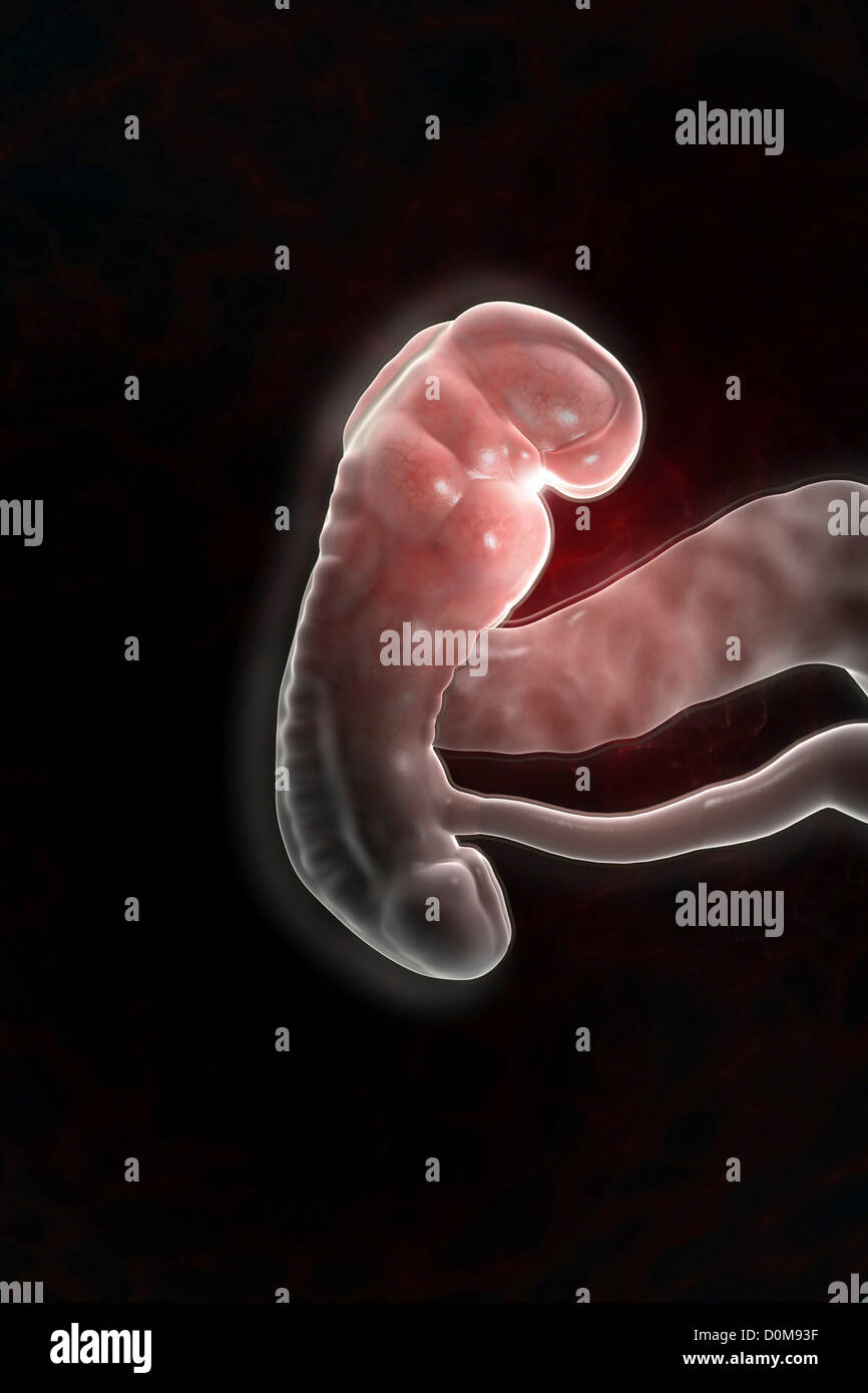 Il feto in utero (lo sviluppo fetale circa 3 settimana) Foto Stock