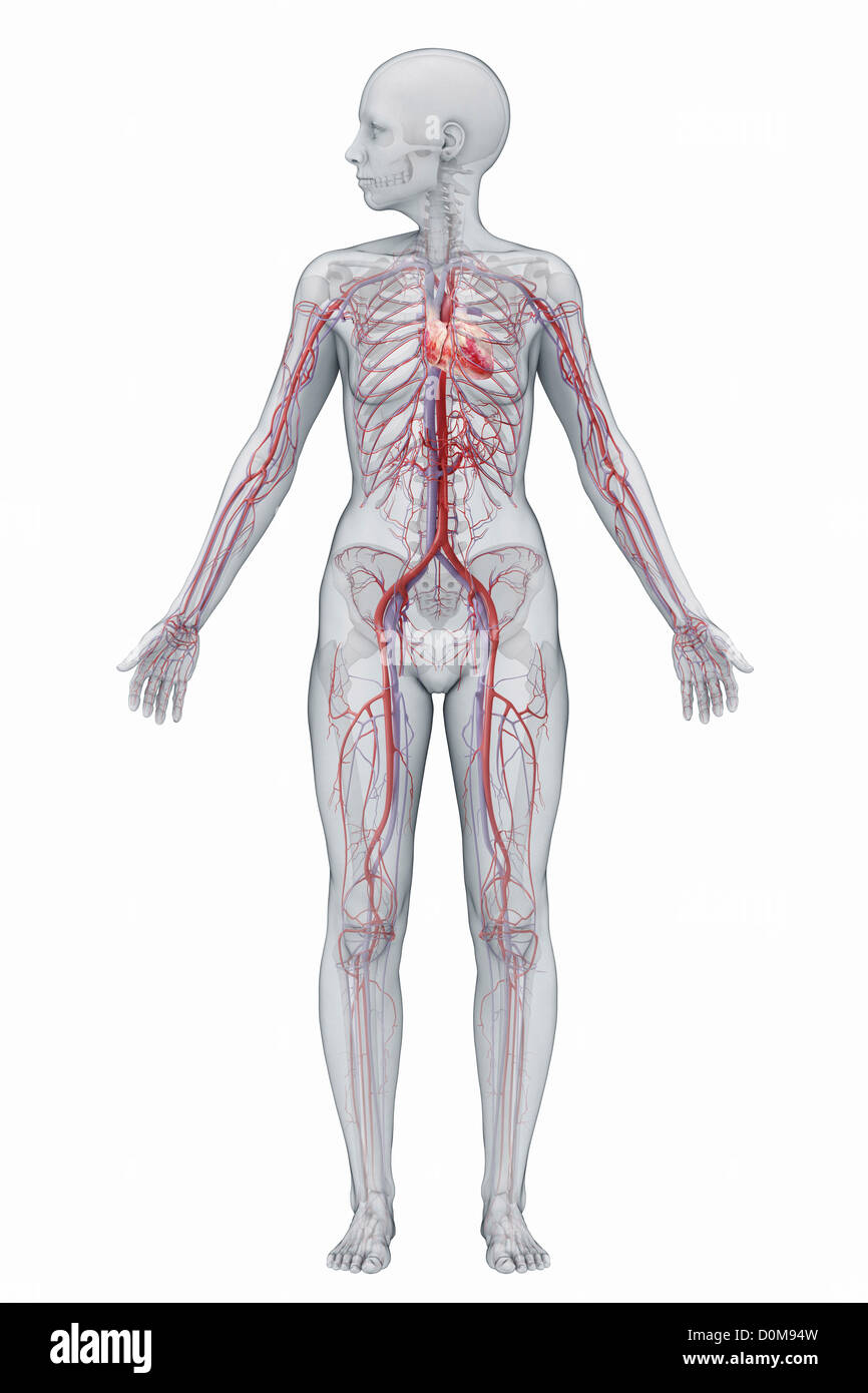 Il sistema cardiovascolare (femmina) del corpo pieno visto dalla parte anteriore. Foto Stock