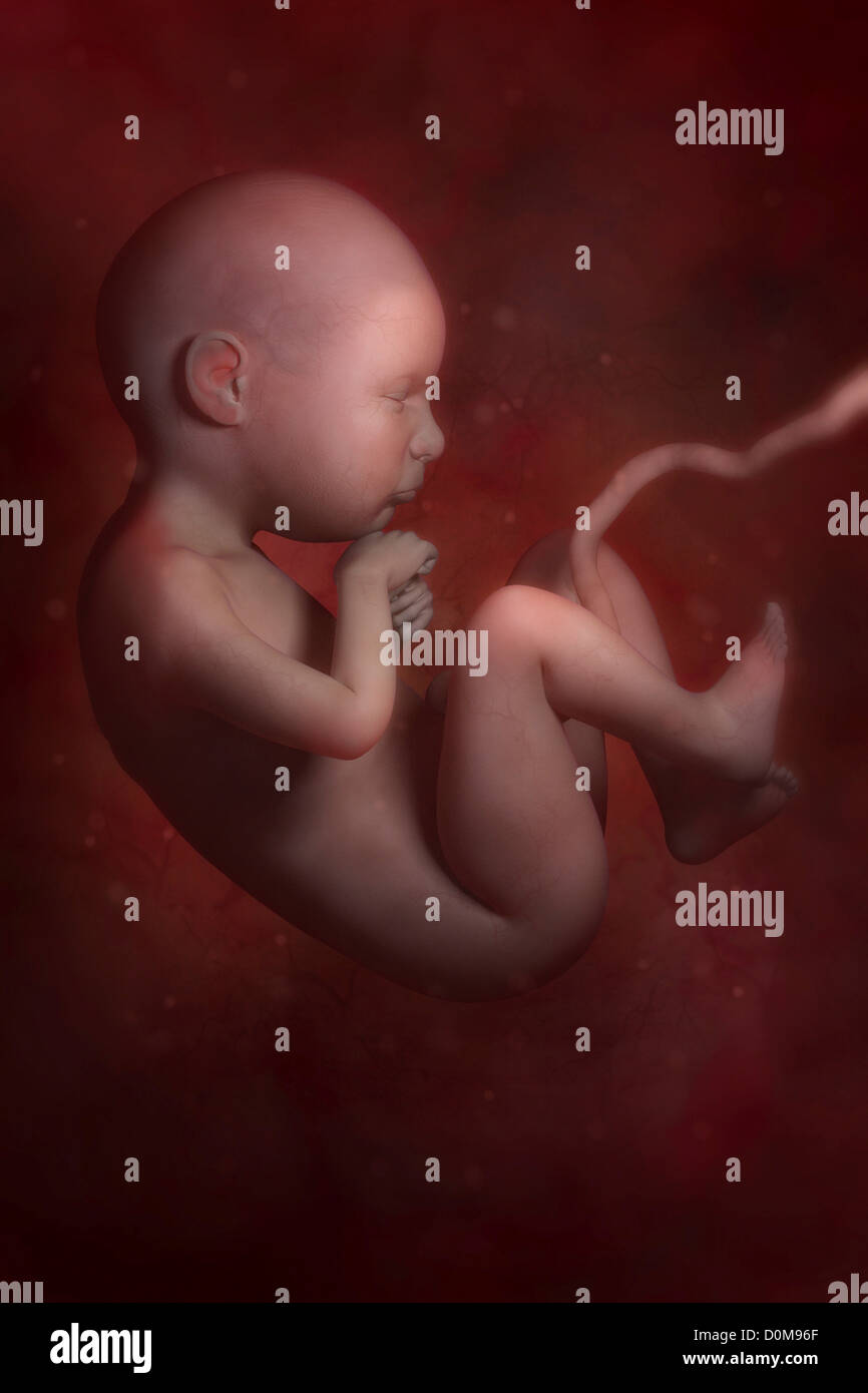 Il feto in utero (lo sviluppo fetale circa 6 mese) Foto Stock