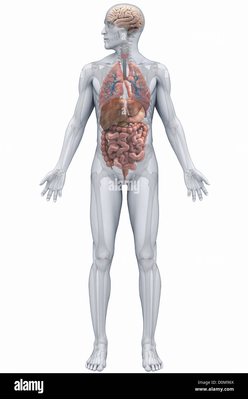 Gli organi umani (maschio) visto dalla parte anteriore. Il sistema digestivo, dei polmoni e del cervello sono inclusi. Foto Stock
