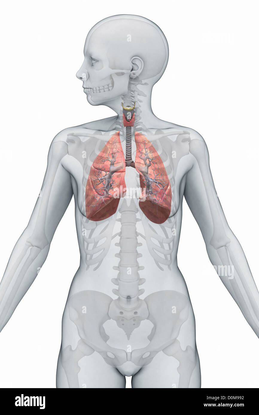 Polmoni umani evidenziata all'interno di una figura femminile (vista frontale). Lo scheletro è anche presente. Foto Stock