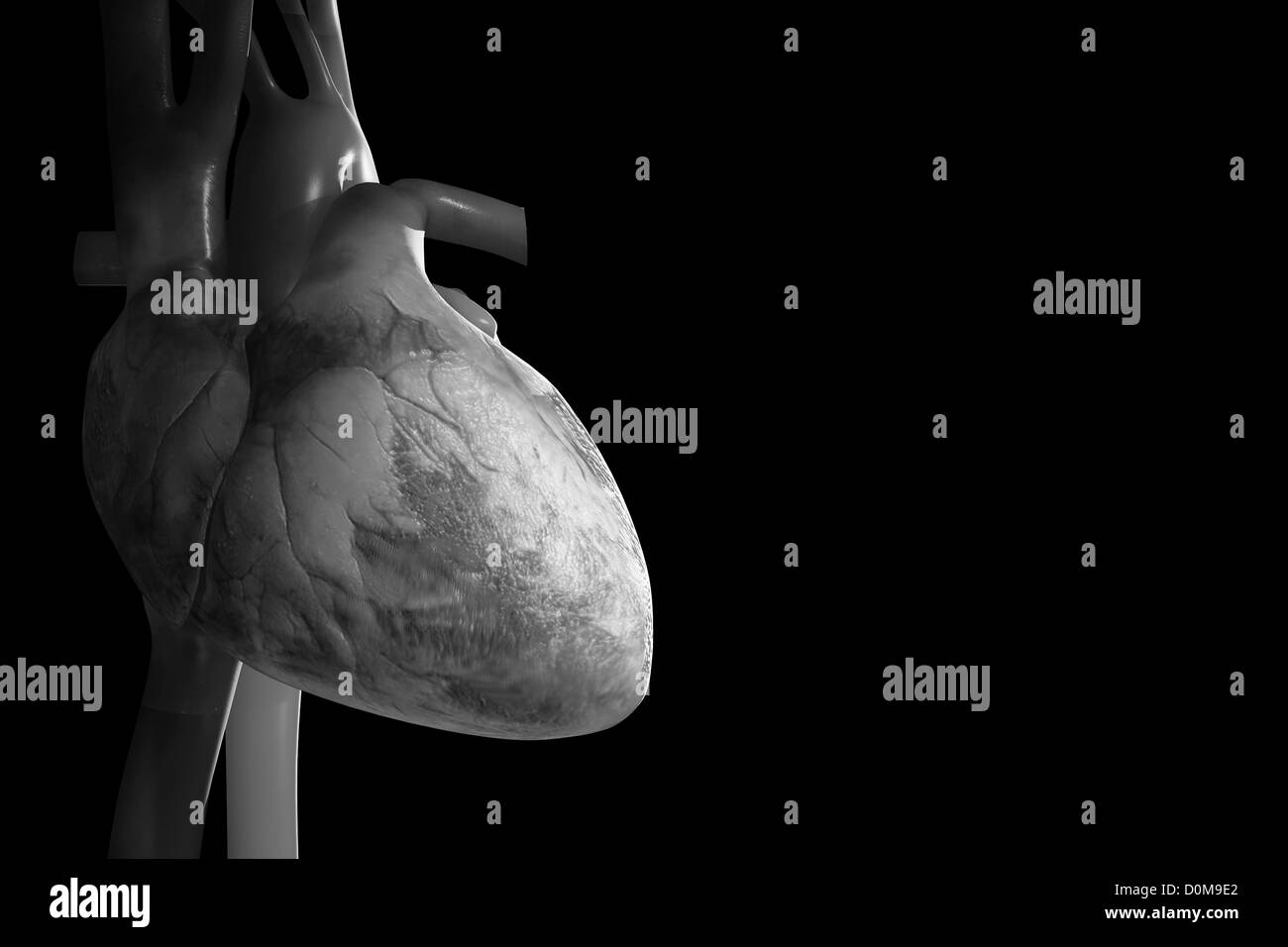Il cuore umano visto dal lato anteriore in scala di grigio stile. Foto Stock