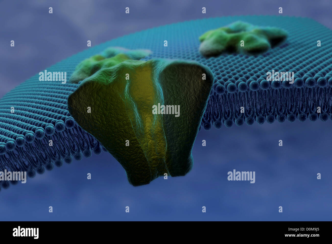 Sezione trasversale di una proteina transmenbrane incorporato nel bistrato di fosfolipidi di membrana cellulare. Foto Stock