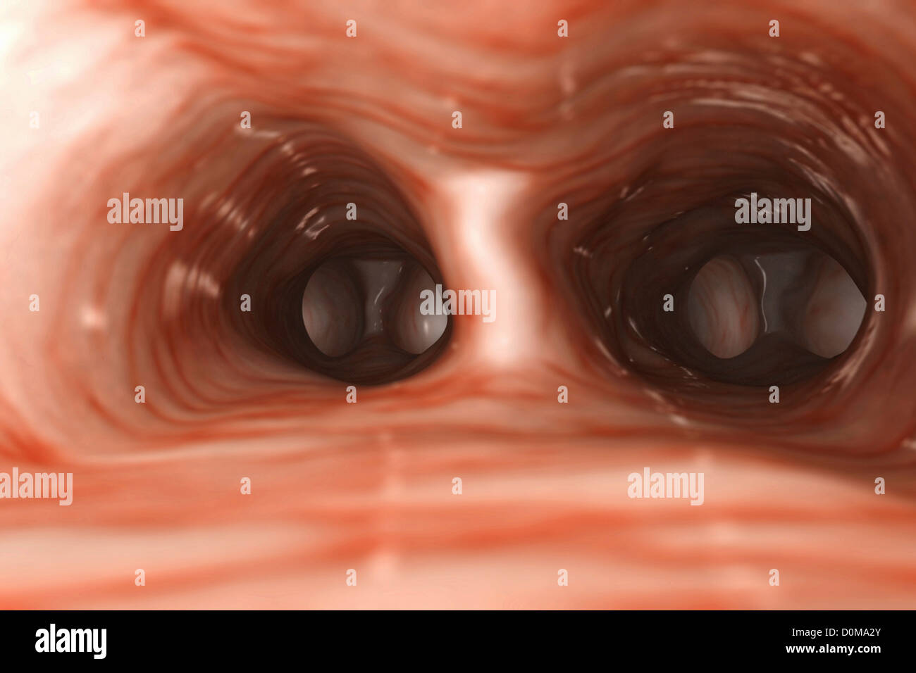 Entro il bronco che è un passaggio delle vie respiratorie nel tratto respiratorio che convoglia aria nei polmoni. Foto Stock