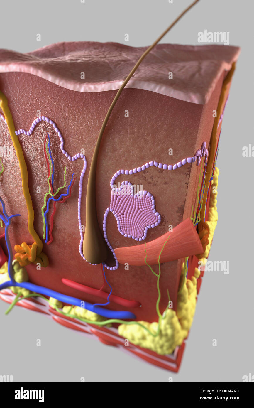 Sezione trasversale della Pelle che mostra l'epidermide, il derma e gli strati  di tessuto sottocutaneo Foto stock - Alamy