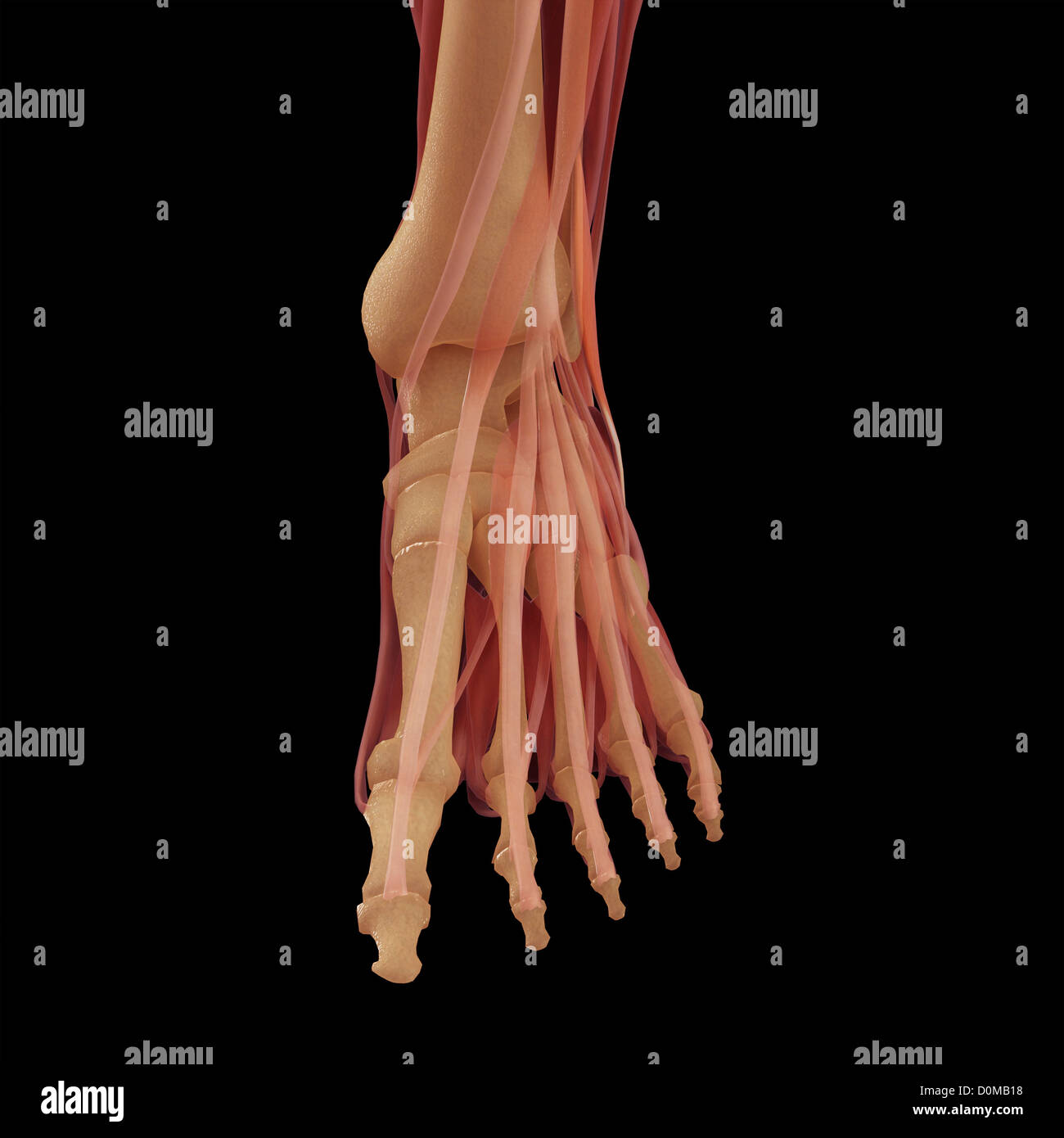 Un modello umano che mostra i muscoli del piede. Foto Stock