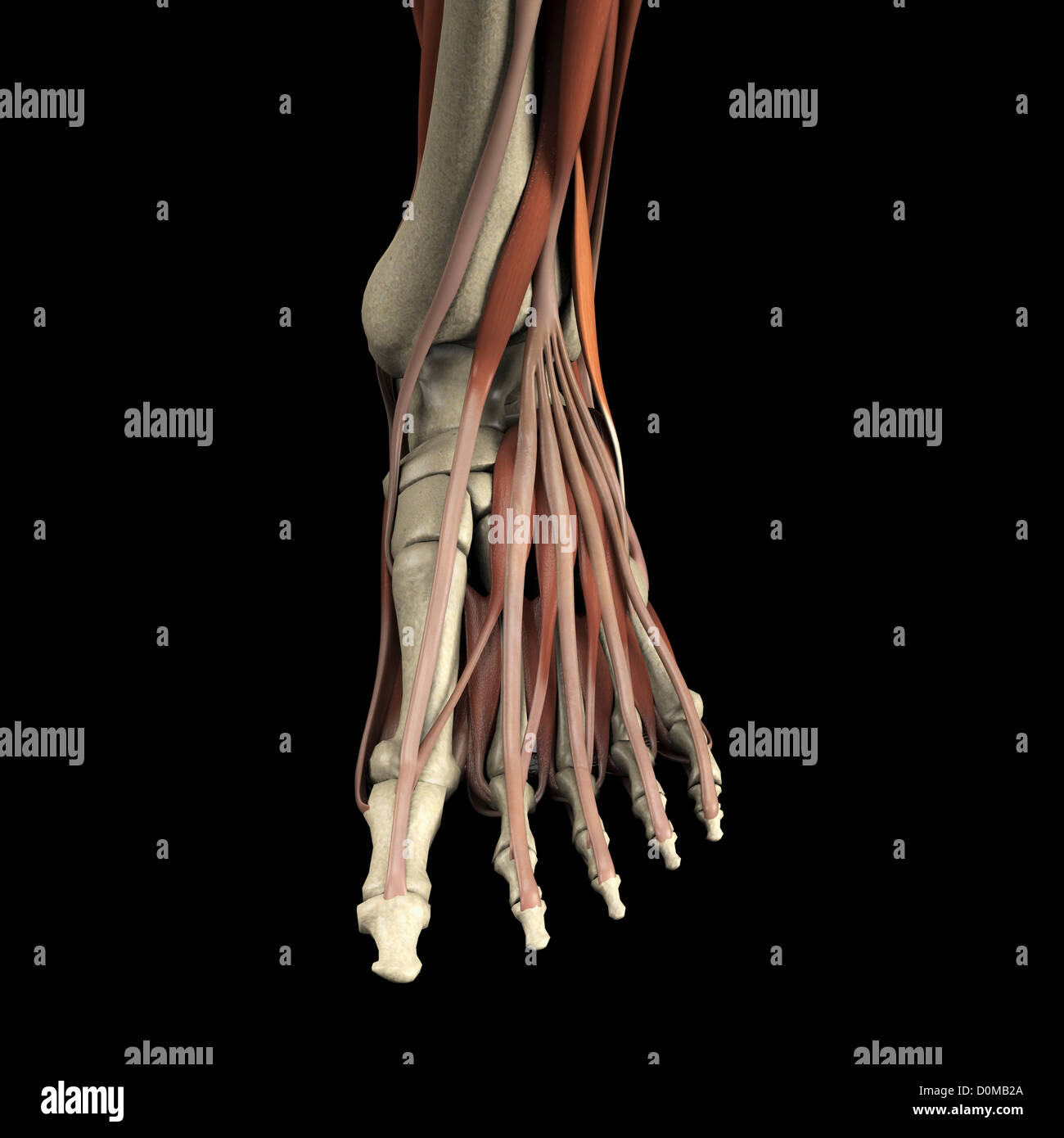 Un modello umano che mostra i muscoli del piede. Foto Stock