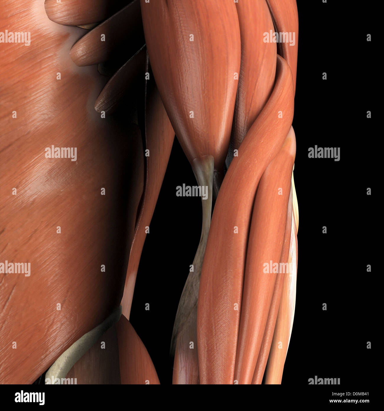 Modello anatomico che mostra il bicipite brachii muscoli. Foto Stock