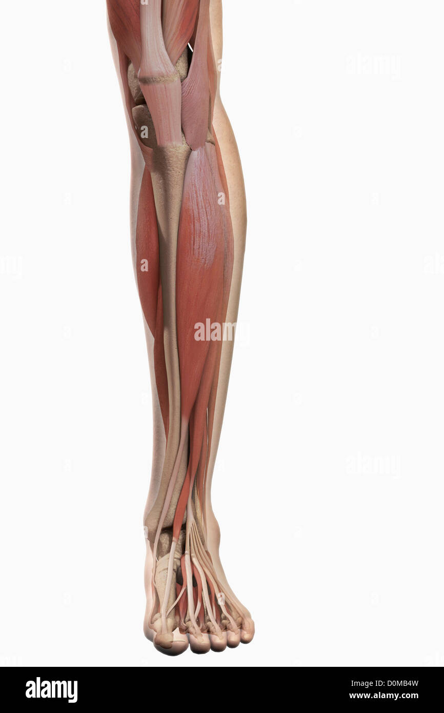 Un modello umano che mostra il piede e muscoli delle gambe. Foto Stock