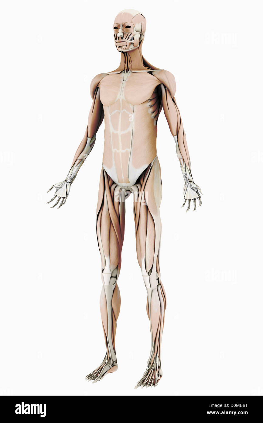 Modello anatomico che mostra la umana sistema muscolare. Foto Stock