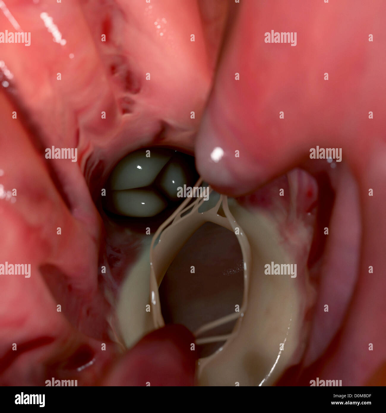 Vista interna della valvola aortica, nel ventricolo sinistro del cuore umano. Foto Stock