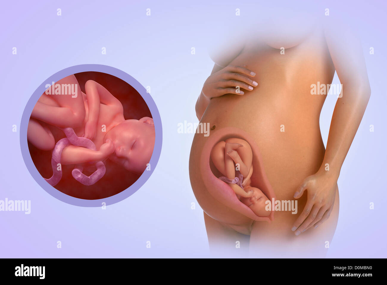 Un modello umano che mostra la gravidanza a settimana 35. Foto Stock