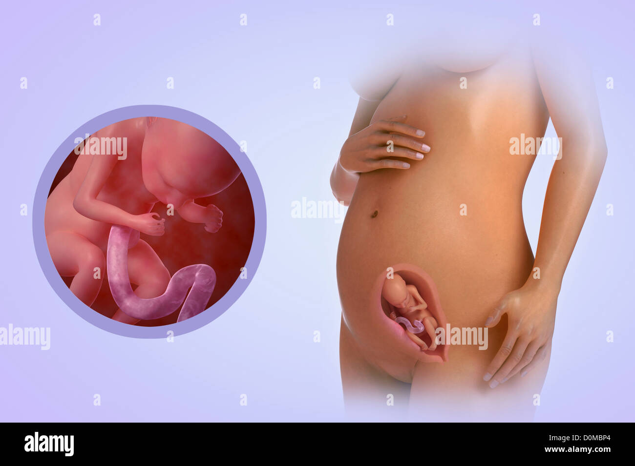 Un modello umano che mostra la gravidanza alla settimana 20. Foto Stock
