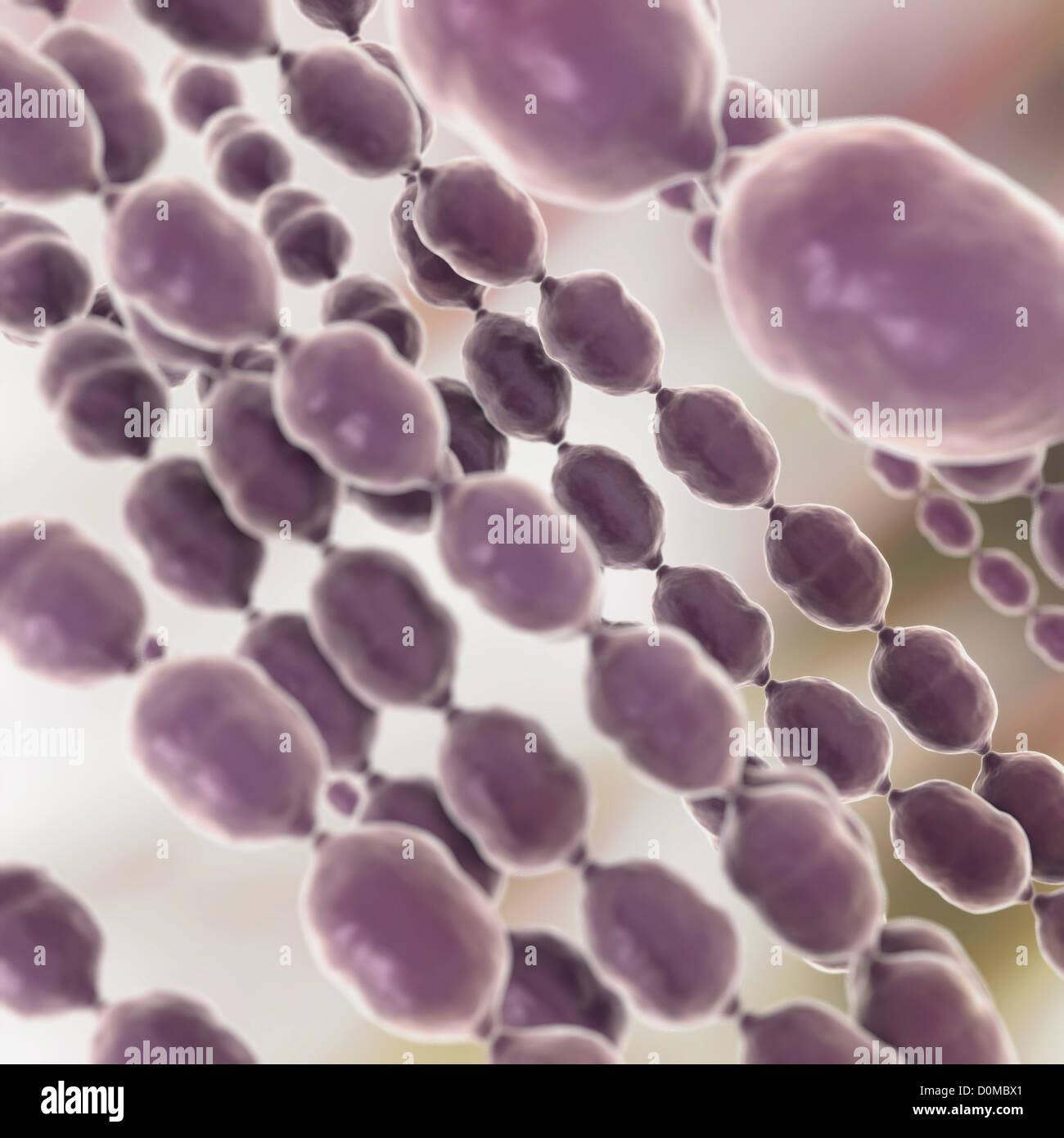 A sezione circolare e batteri (coccus). Foto Stock
