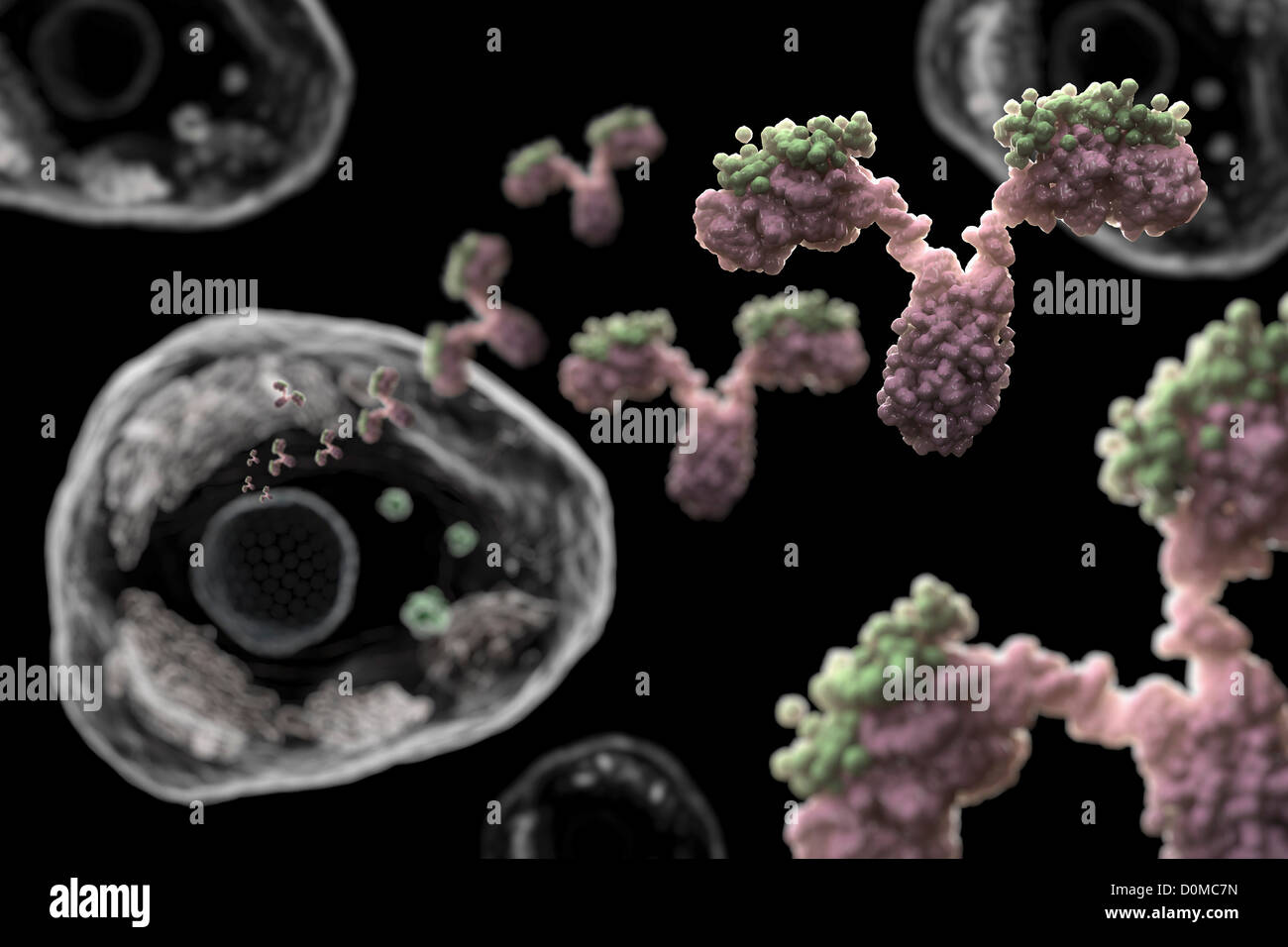 Anticorpi essendo rilasciato. Foto Stock