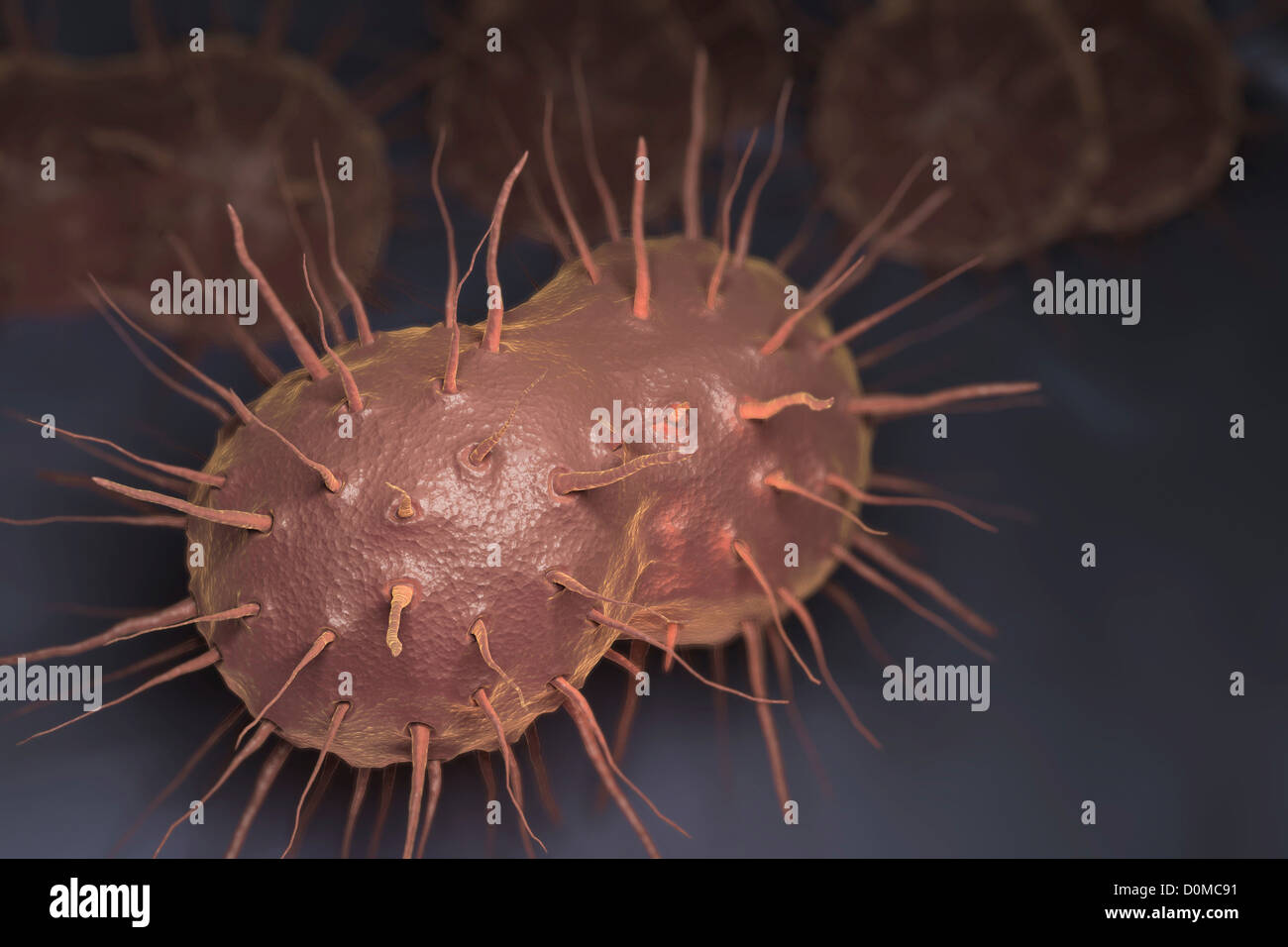 Neisseria gonorrhoeae, batterio responsabile per le infezioni trasmesse per via sessuale gonorrea. Foto Stock