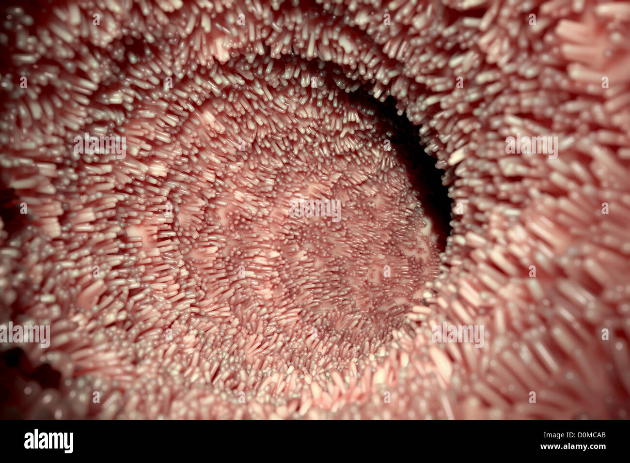 Vista dei villi intestinali che possono essere trovati all'interno del piccolo intestino. Foto Stock Vista dei villi intestinali che possono essere trovati all'interno del piccolo intestino. Foto Stock