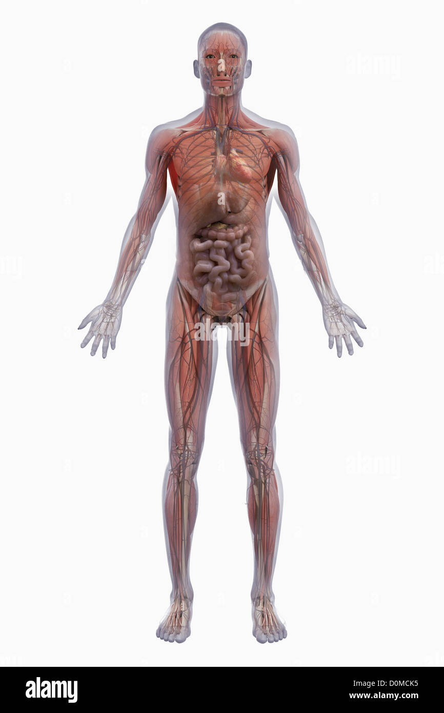 Un modello umano che mostra i muscoli e sistemi digestivi. Foto Stock